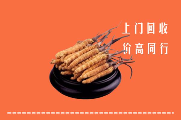 高价求购：阳江市阳春回收散虫草